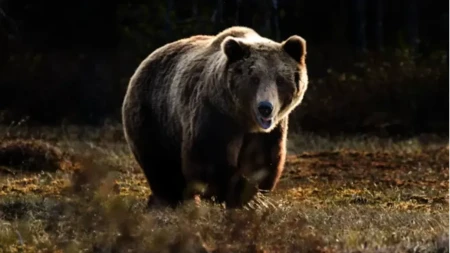 Invazija medvjeda u Rusiji: Zbog gladi i požara ubili 16 ljudi