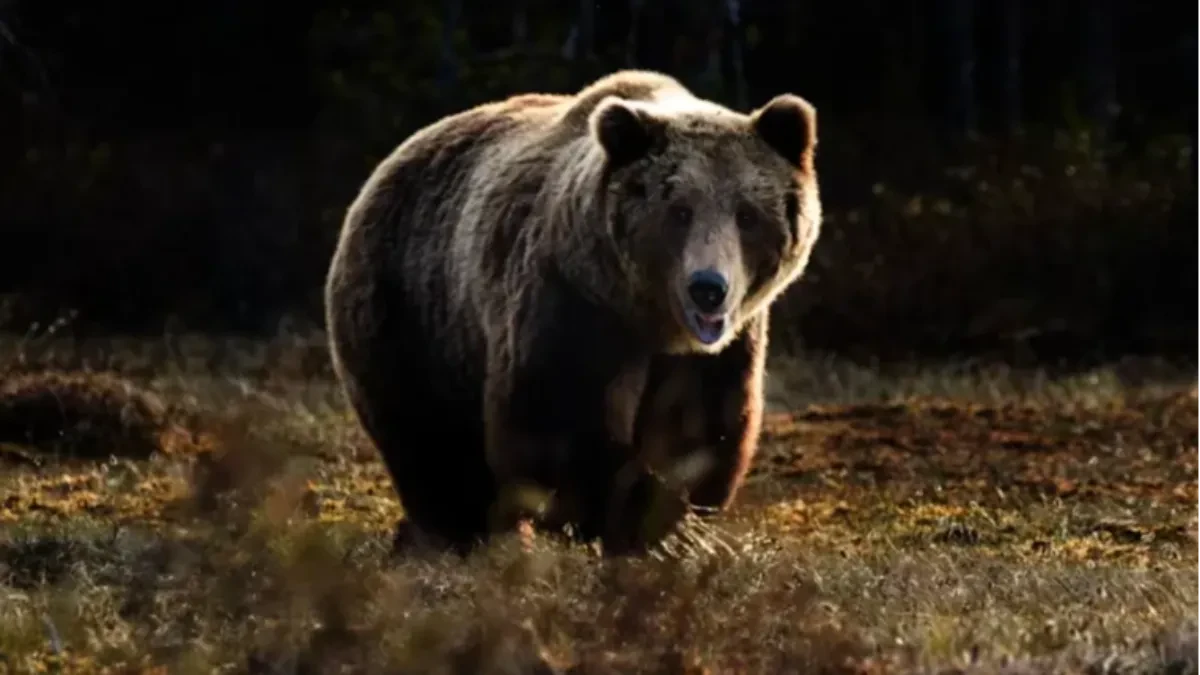 Invazija medvjeda u Rusiji: Zbog gladi i požara ubili 16 ljudi