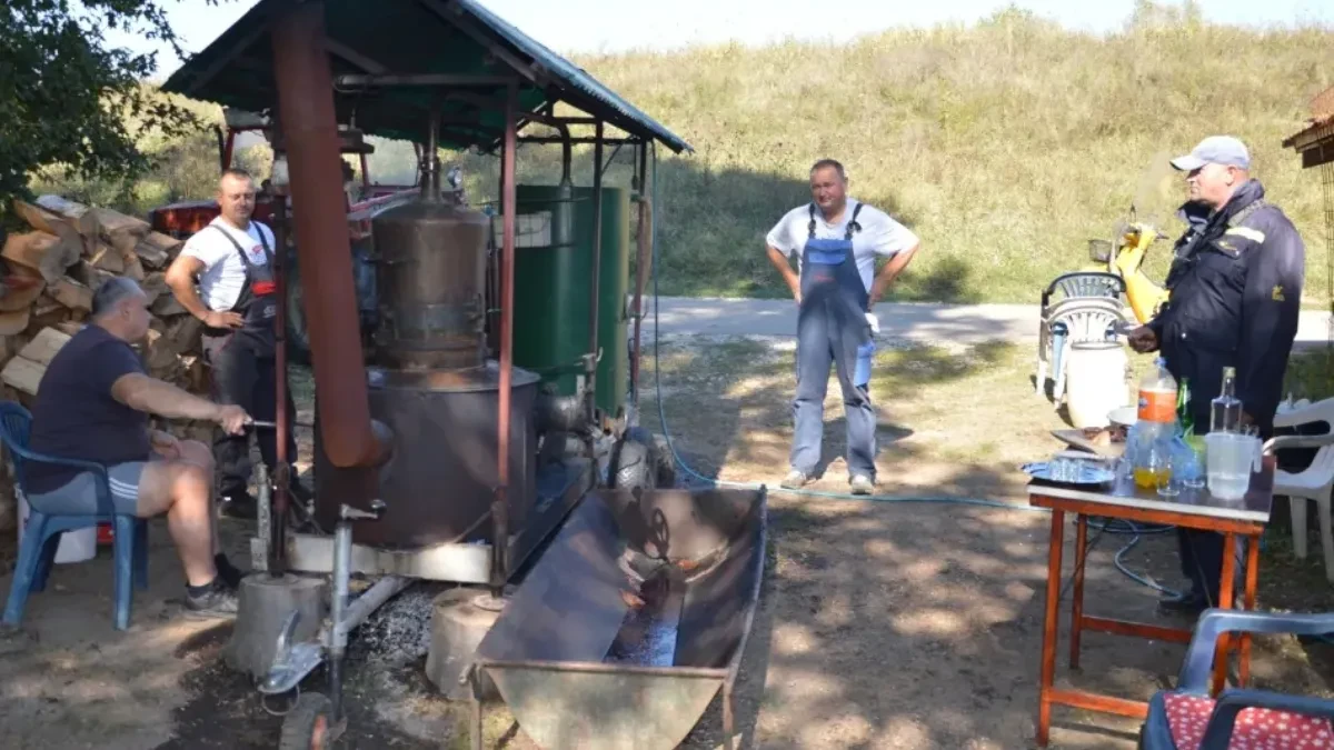 Stižu sjajne vijesti za voćare, ali i ljubitelje kapljice: Šljiva zatrpala voćnjake, evo po kojoj cijeni će se prodavati rakija