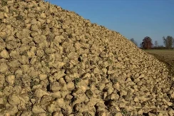 EU će zaustaviti uvoz sirovog šećera