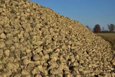 EU će zaustaviti uvoz sirovog šećera