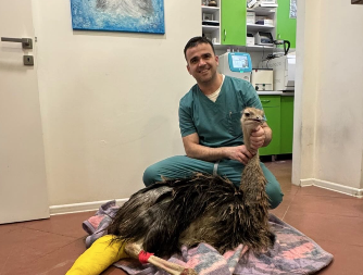 Prijedor: Veterinar uspješno operisao noja