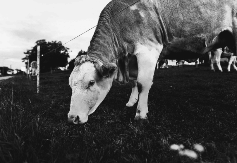 Domaći mljekari nestaju sa tržišta dok izvoz mlijeka raste