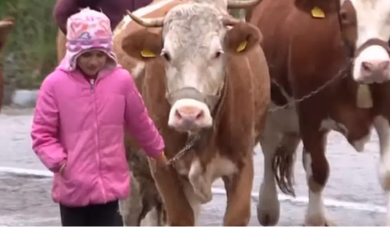 Dok njeni vršnjaci odmaraju, ona čuva krave: Mlada pastirica Tijana Babić inspiriše djelima 