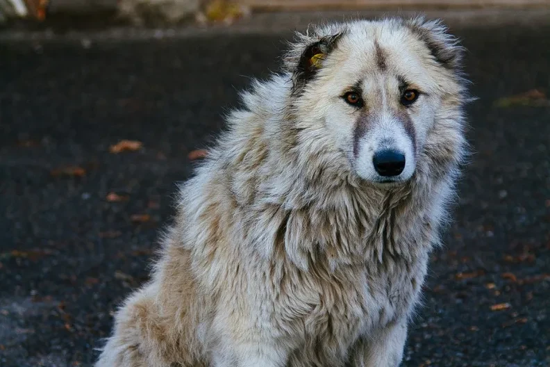 Deset godina je čuvao njen grob: Zbog vjernog psa Boba donesen zakon koji dirne do suza