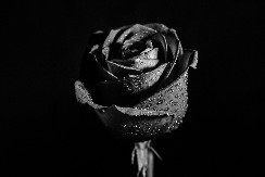 Preminula predsjednica Nutele