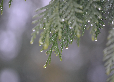 Šta znači kada na Svetog Trifuna padnu kiša ili snijeg?