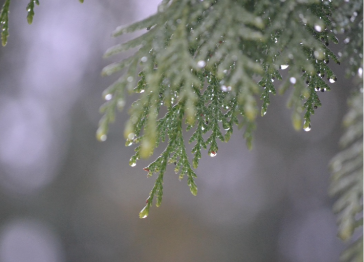 Šta znači kada na Svetog Trifuna padnu kiša ili snijeg?