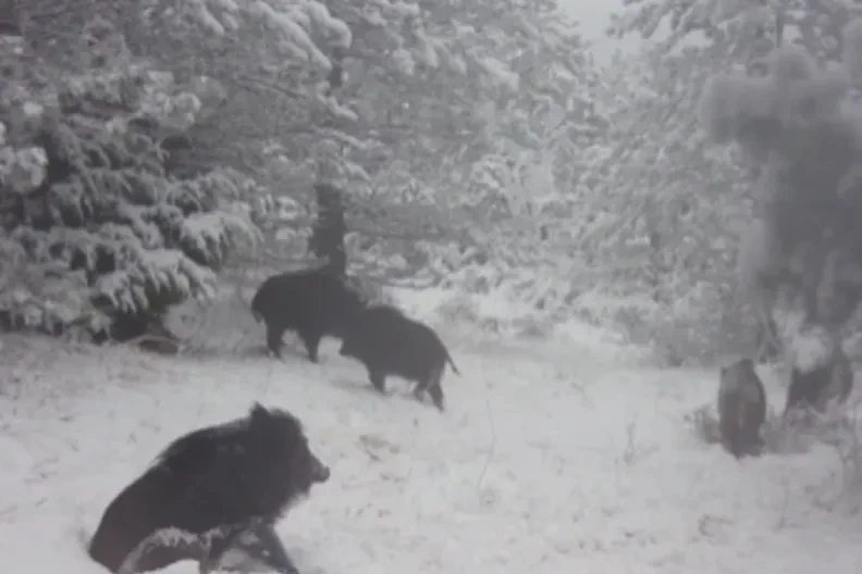 Kamera uhvatila nesvakidašnji prizor: Divlje svinje razigrane kao djeca na snijegu (VIDEO)