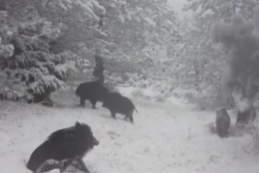 Kamera uhvatila nesvakidašnji prizor: Divlje svinje razigrane kao djeca na snijegu (VIDEO)