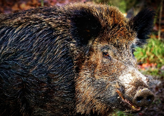 Nevjerovatna sudbina najstarijeg vepra: Srećko umjesto na ražnju, završio kao ljubimac