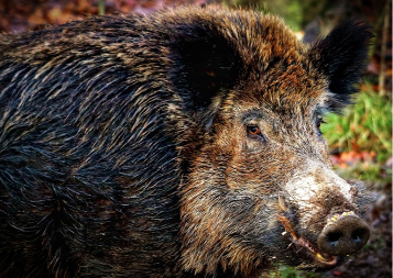 Nevjerovatna sudbina najstarijeg vepra: Srećko umjesto na ražnju, završio kao ljubimac