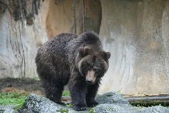 Medvjedica Dunja danas “odlučila” sudbinu zime: Proljeće stiže ranije?
