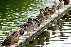 U Mađarskoj se širi opasan virus ptičjeg gripa, može se prenijeti na đonovima