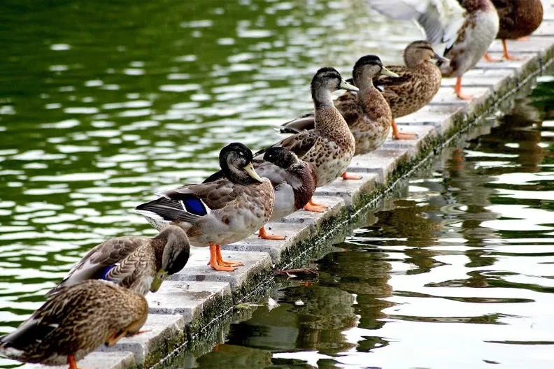 U Mađarskoj se širi opasan virus ptičjeg gripa, može se prenijeti na đonovima