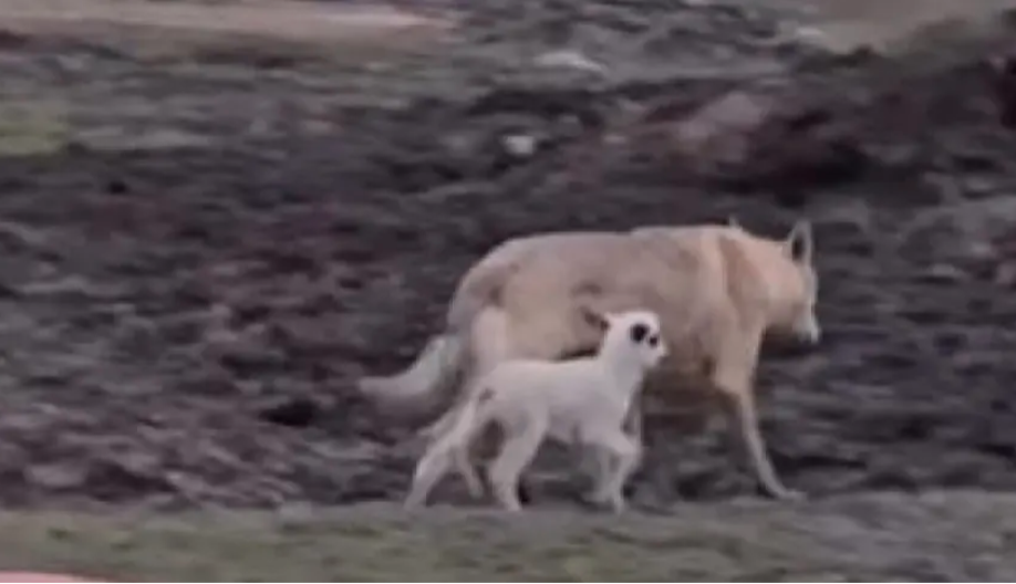 Čudo prirode: Vuk i janje zajedno šetaju i ruše vijekovne predstave o prirodi (VIDEO)