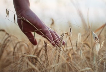 Poljoprivrednicima isplaćeno 7,5 miliona KM podsticaja