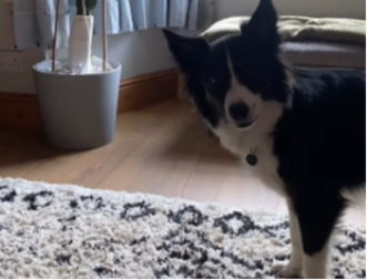 Objavila bezazlen snimak svojih pasa, a onda joj je Meta AI uništila posao i ugasila naloge