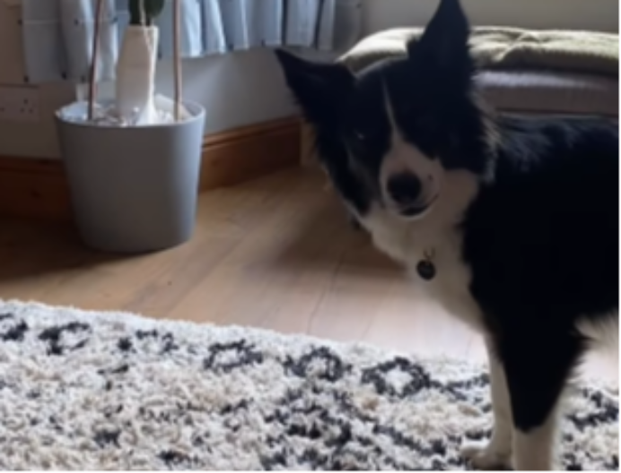 Objavila bezazlen snimak svojih pasa, a onda joj je Meta AI uništila posao i ugasila naloge