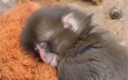 Mladunče majmuna koje je majka napustila pronašlo utjehu u plišanoj igrački (FOTO/VIDEO)