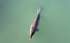 Gost iz mora: Delfin zalutao u slatke vode, građani u šoku (FOTO/VIDEO)