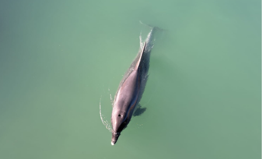 Gost iz mora: Delfin zalutao u slatke vode, građani u šoku (FOTO/VIDEO)