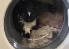 Mačak ušao u bubanj veš mašine: Vlasnica ga nije vidjela, pa uključila pranje (VIDEO)