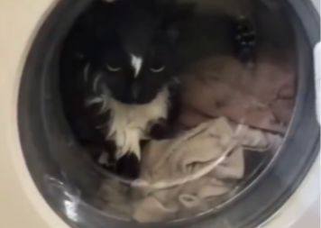 Mačak ušao u bubanj veš mašine: Vlasnica ga nije vidjela, pa uključila pranje (VIDEO)