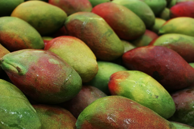 Carinici pronašli 463 kilograma kokaina u pošiljci manga