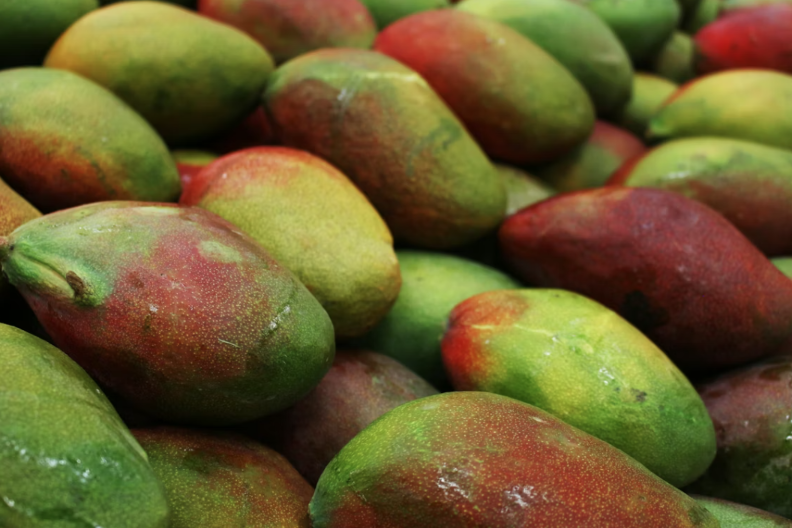 Carinici pronašli 463 kilograma kokaina u pošiljci manga