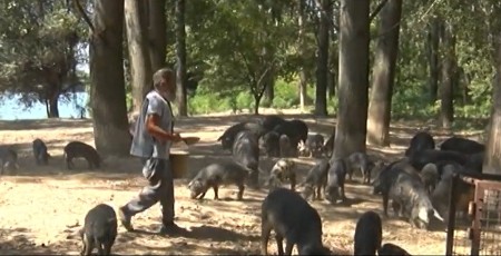 Iako im je skuplje meso stočari sve više prelaze na uzgoj ovih svinja