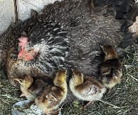 Nesvakidašnji primjer majčinstva u Orahovi: Kvočka lani izlegla paunčiće i svakodnevno ih obilazi