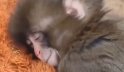 Cijeli svijet plakao zbog Panča: Odbacili ga, a onda je stigao srećan kraj (VIDEO)