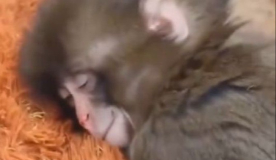 Cijeli svijet plakao zbog Panča: Odbacili ga, a onda je stigao srećan kraj (VIDEO)