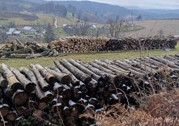 Drama kod Bronzanog Majdana: Šumokradica zapalio ukradena drva da "ne uzme država"