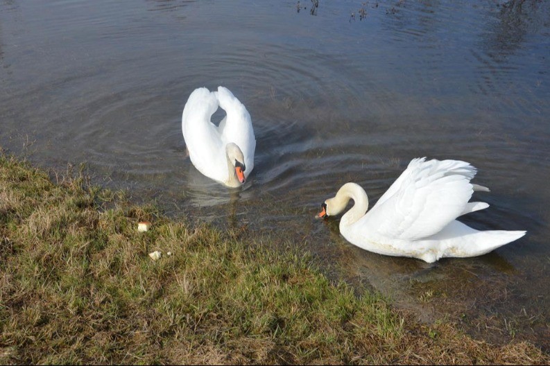 Odomaćili se labudovi u Gradišci: Ručak, pa fotografisanje