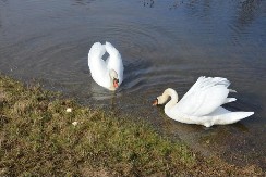 Odomaćili se labudovi u Gradišci: Ručak, pa fotografisanje