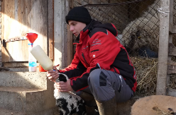 Emotivna priča mladog Miloša: Kupio prvu ovcu u sedmom razredu, danas spava u šatoru sa 300 ovaca