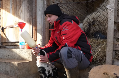 Emotivna priča mladog Miloša: Kupio prvu ovcu u sedmom razredu, danas spava u šatoru sa 300 ovaca