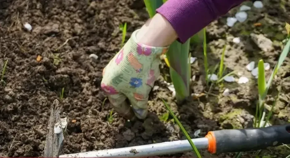Kada je pravo vrijeme za sadnju novih biljaka i kako pravilno pripremiti baštu?