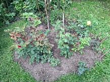 Stavite ovo u saksiju i insekti nestaju: Trik koji osvaja ljubitelje cvijeća