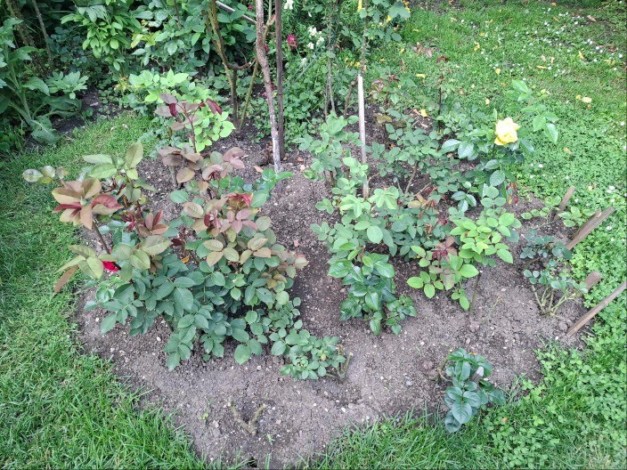 Stavite ovo u saksiju i insekti nestaju: Trik koji osvaja ljubitelje cvijeća