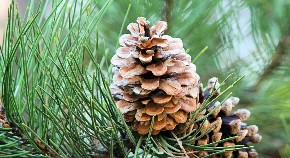 Ljekoviti proizvodi sa Kupresa prodaju se i u Sjevernoj Americi