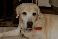 Šta se dešava sa psom ako mu pocrvene oči