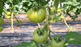 Februar je mjesec u kojme morate uraditi ovo ukoliko želite da imate dobar paradajz