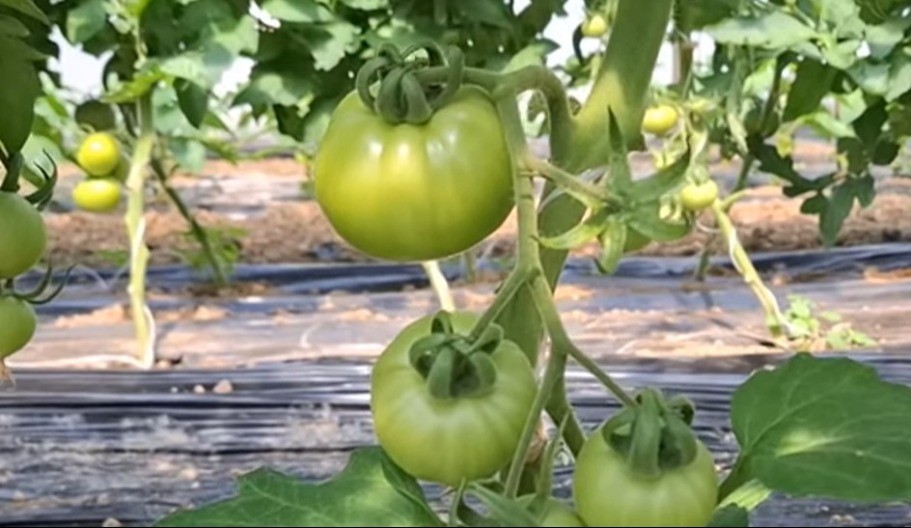 Februar je mjesec u kojme morate uraditi ovo ukoliko želite da imate dobar paradajz