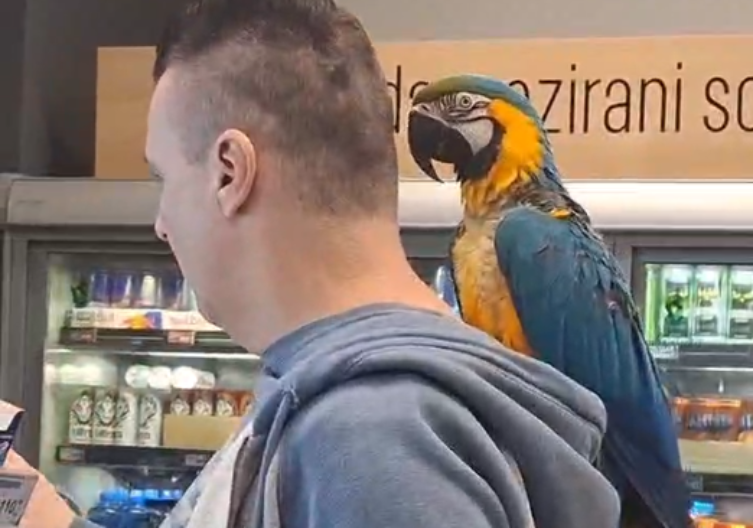 Beogradski kralj šopinga: Papagaj “kontroliše” kupovinu vlasnika (VIDEO)