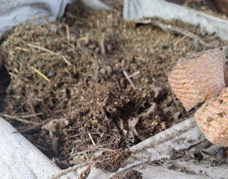 Akcija policije kod Bijeljine: Pronađena konoplja, vlasnik se poziva na dozvolu