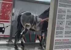 Oprao konja pored "poršea" u samouslužnoj autopraonici (VIDEO)
