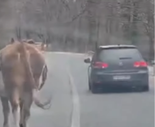 Vlasenica: Krava se šeta putem ka ski-centru